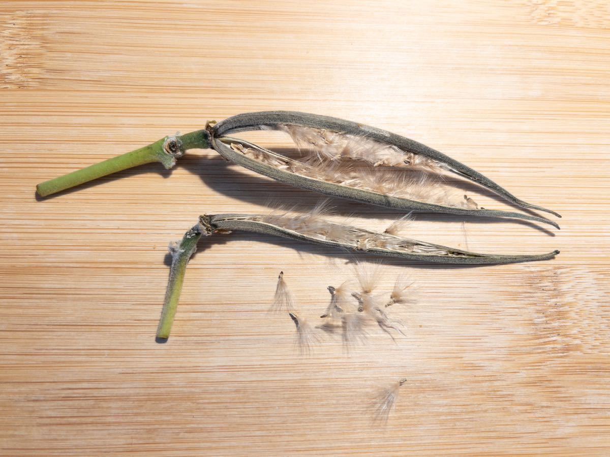 パキポディウム タッキー /Pachypodium Tackyi 種子 5粒2023年6月採取