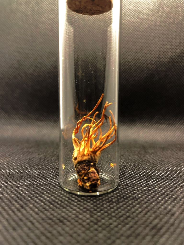 冬虫夏草サナギタケ 標本 昆虫標本 置物 インテリア (科学、自然