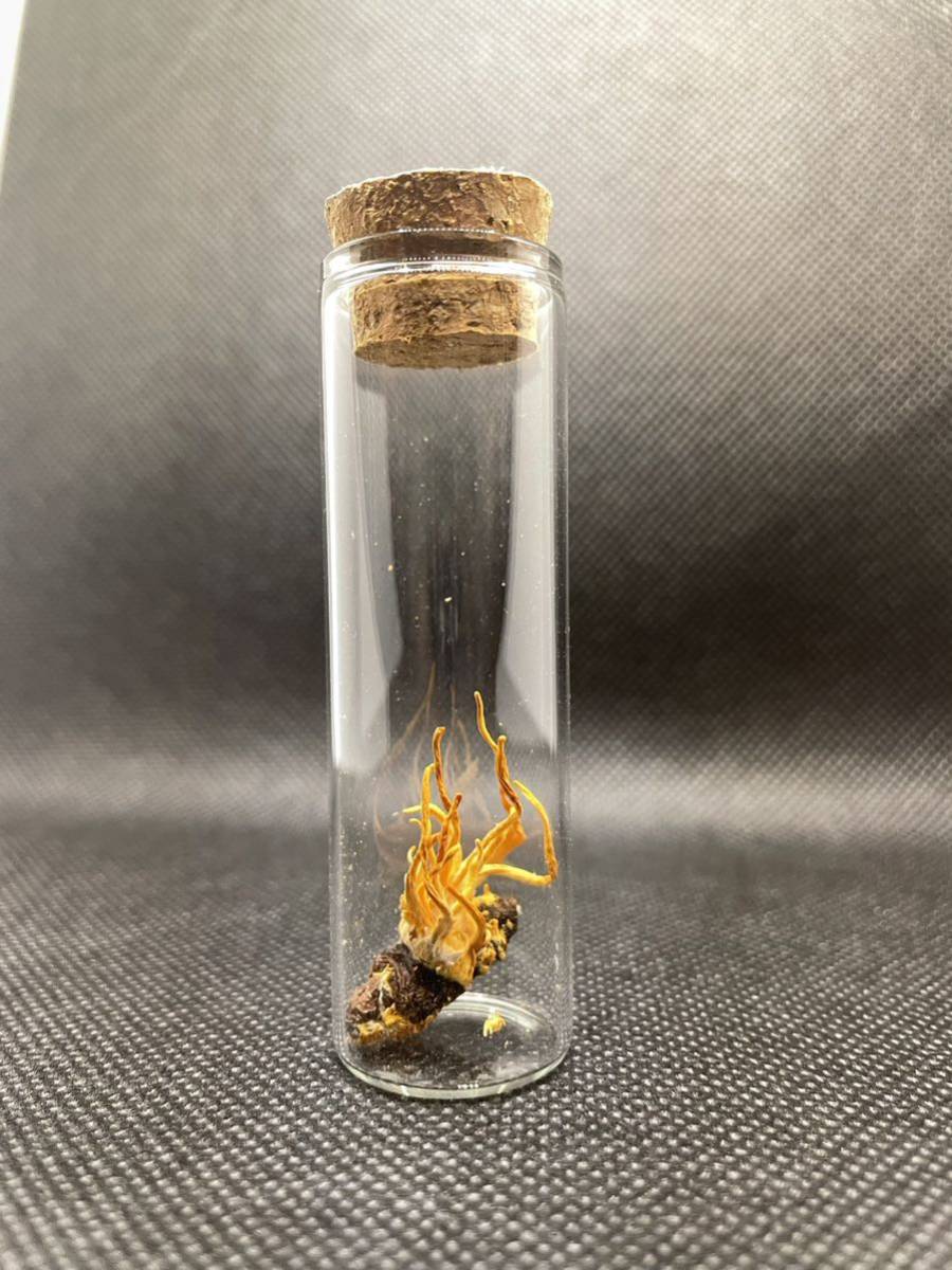 冬虫夏草サナギタケ 標本 昆虫標本 置物 インテリア (科学、自然