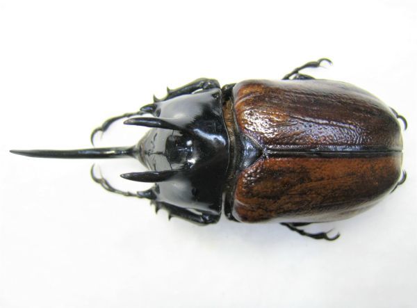 ミャンマー産スキットゴホンヅノカブト65mm