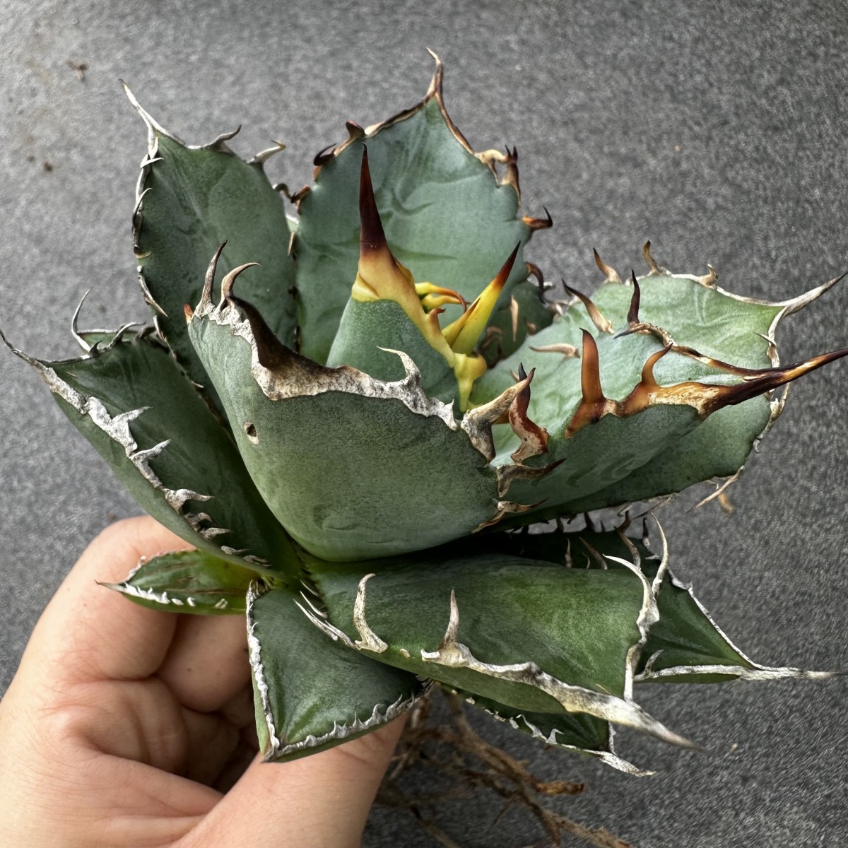 チタノタ アガベ titanota agave Agave の通販公式 4号 3.5号 希少品種 