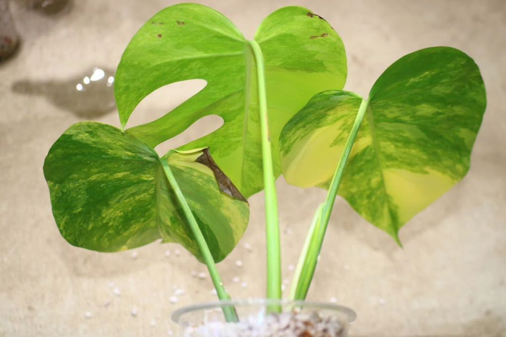 No.010/-TGK-/モンステラ ボルシギアナ 'オーレア'/Monstera deliciosa