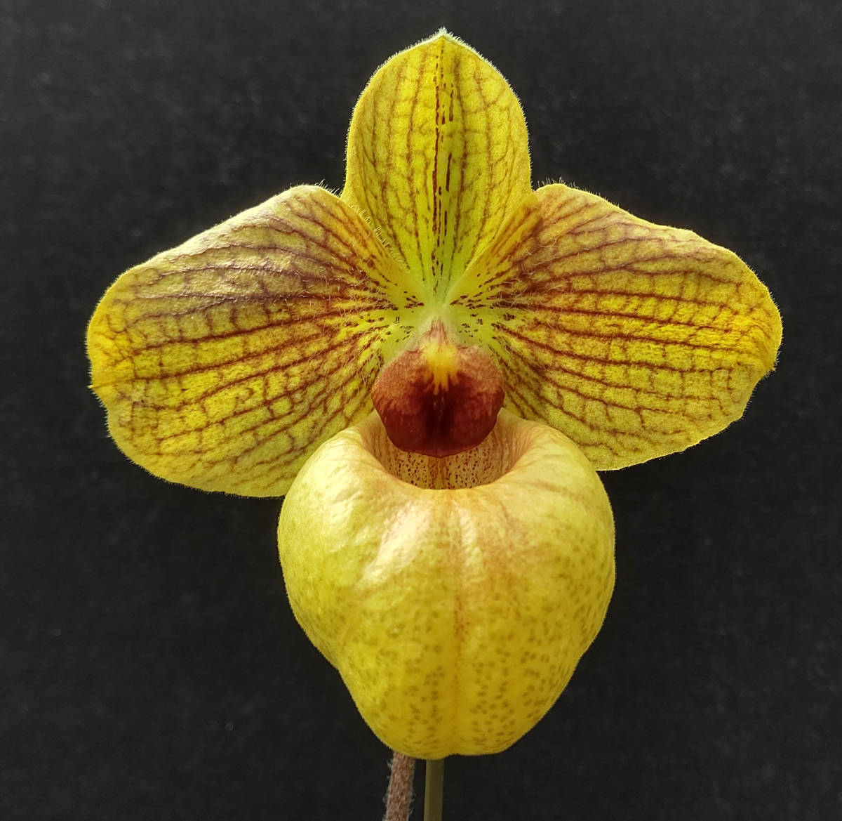Paph. ◇◇洋蘭◇◇ ×self 公式通販 洋蘭 最近こんな花が咲きました 