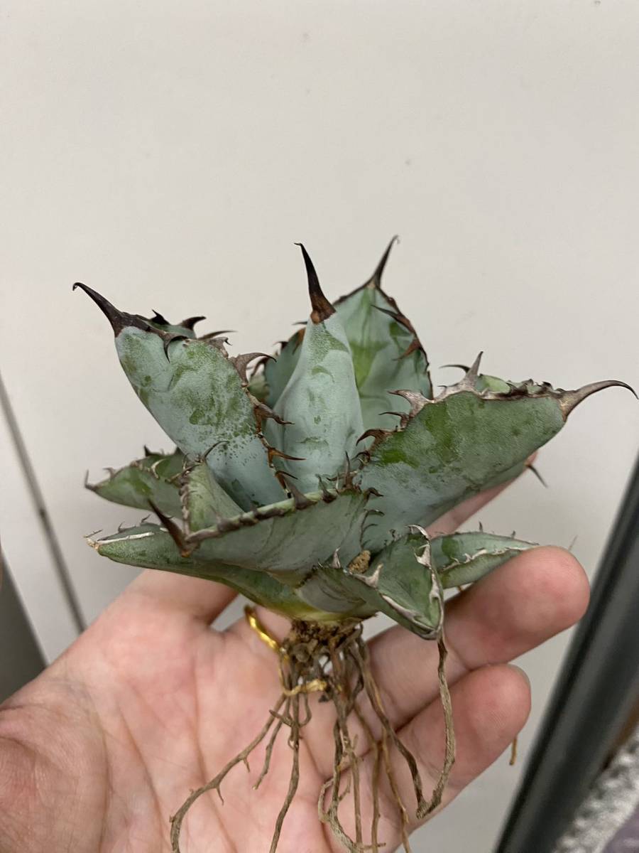 HHY05】極上美株アガベ チタノタ ブラックアンドブルー Black&Blue 狂