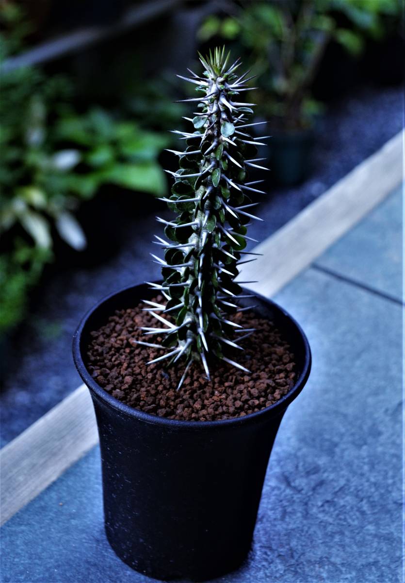 B71. Mサイズ 極小棘の金鯱 ▽Echinocactus grusonil▽ 金鯱