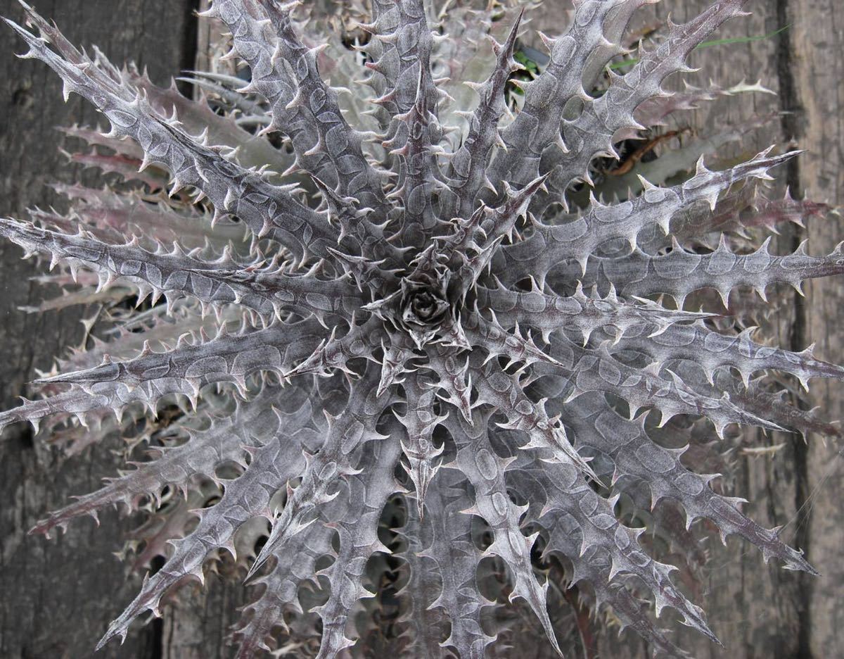Dyckia｀Battle Axe´ ディッキア バトル アクス 子株｜花、園芸