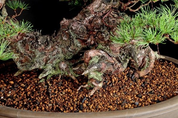 五葉松盆栽/ 中品盆栽 /茶色の泥鉢 五葉松 松の盆栽 陶器鉢 茶色