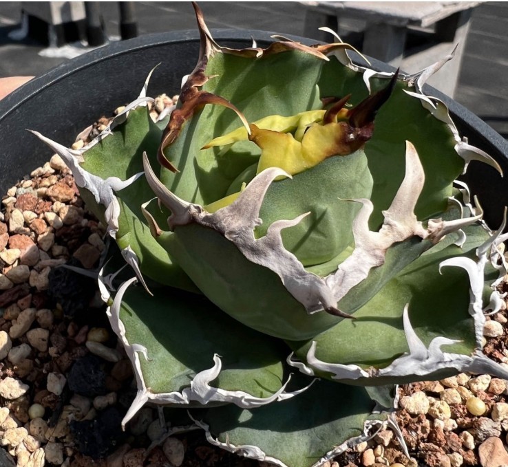 R-374 台湾産！ アガベ チタノタ アガベ チタノタ 蟹 発根済 5株同梱