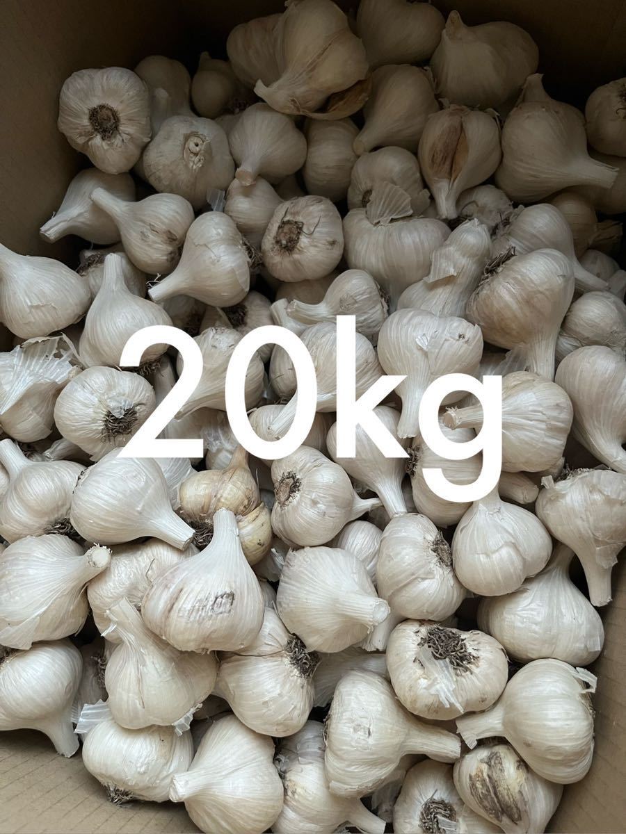 令和5年青森県産 乾燥にんにく 福地ホワイト六片 S 20kg