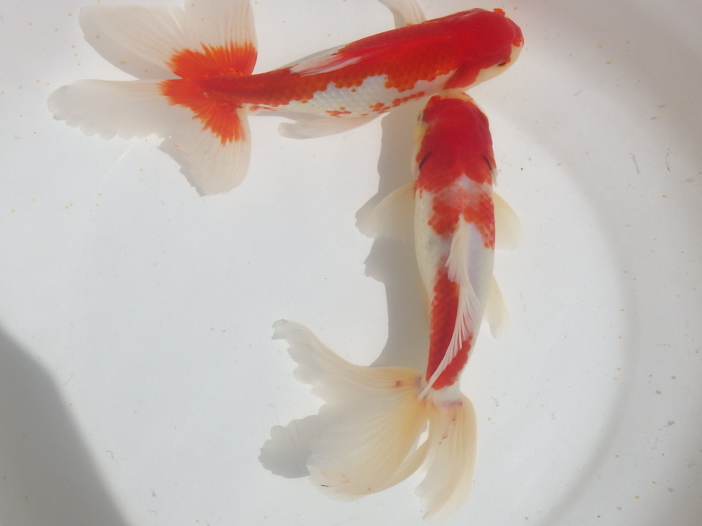 大型金魚 ジャンボ獅子頭(20cm)売ります。