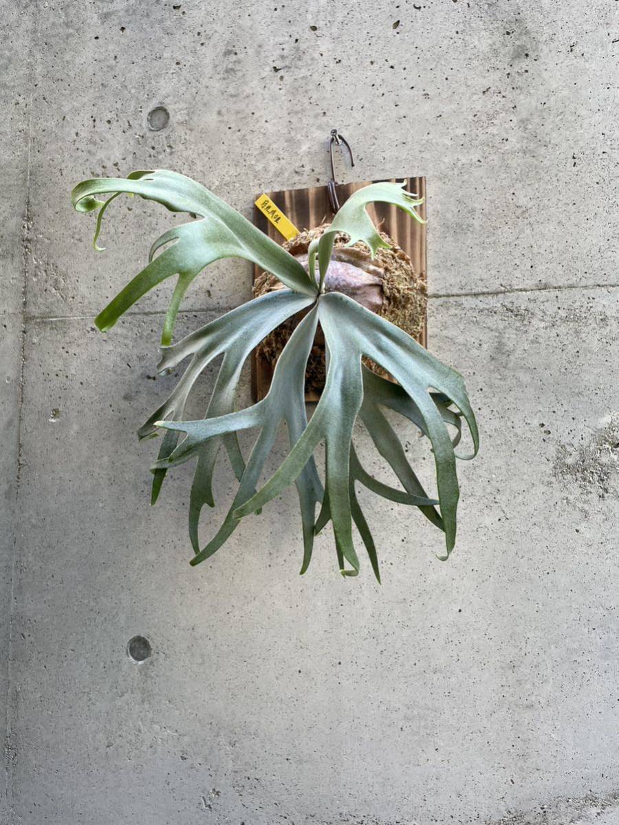 P. willinckii 月光爪哇 pup