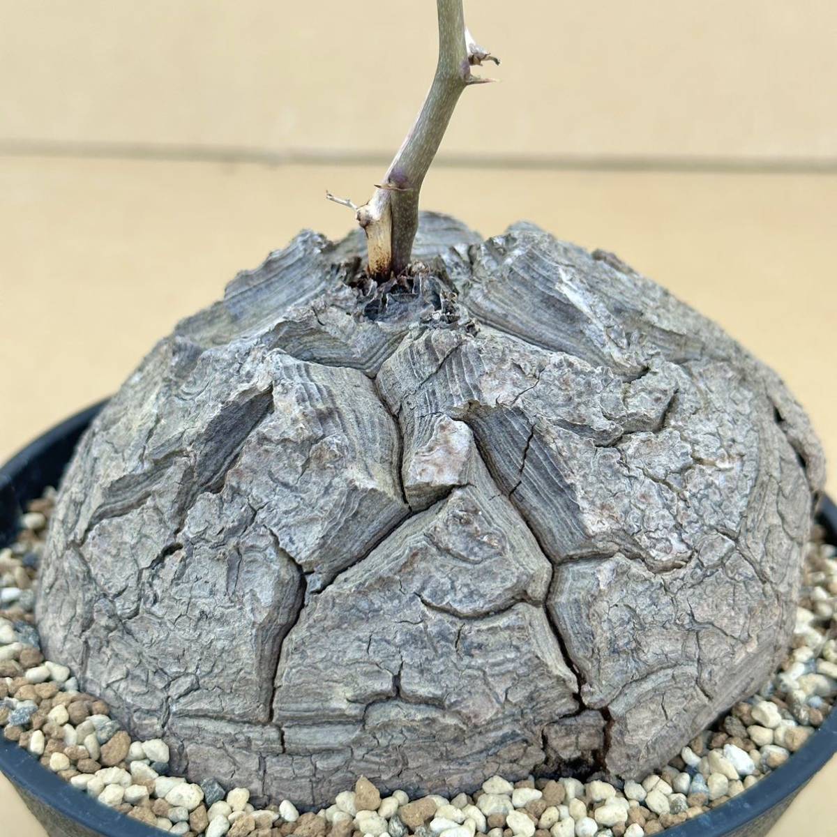 r*n様 大株★Dioscorea elephantipes 11cm アフリカ Dioscorea elephantipes Elephantipes - Elephant's Rare Foot, Plant