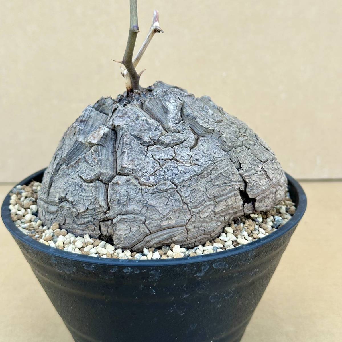Dioscorea elephantipes Elephantipes - Elephant's Rare Foot, Plant