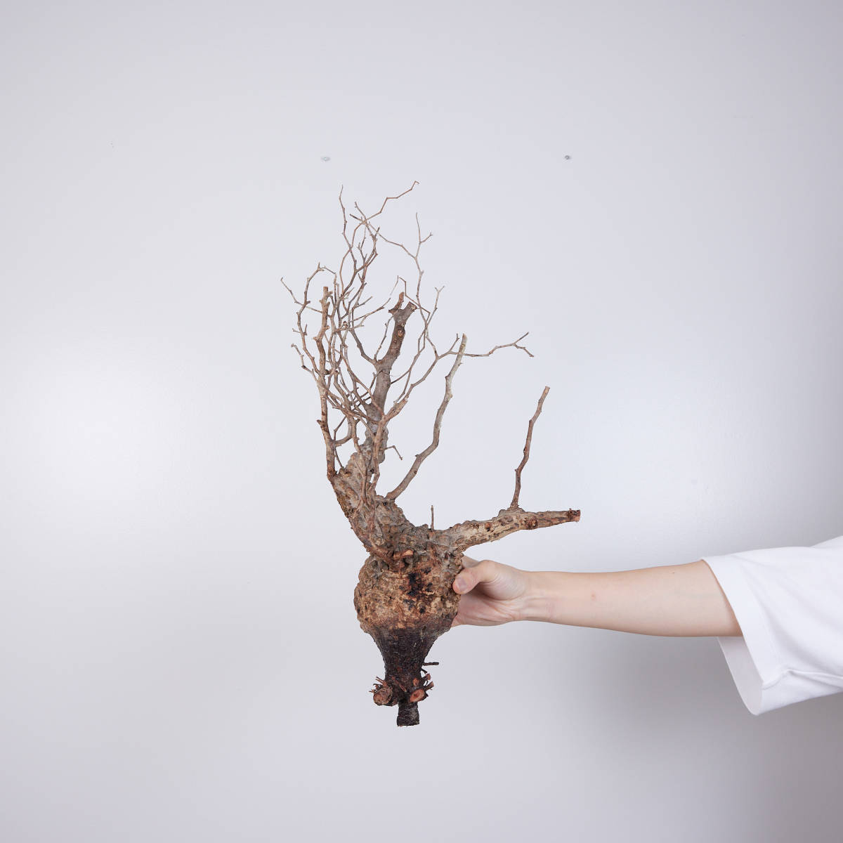 159 オペルクリカリア パキプス 8/25 輸入 Operculicarya pachypus 塊根植物 コーデックス 現地株