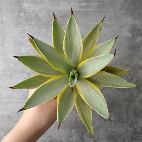 F6490】大株！超希少品種 アガベ ブルームーン Agave 'desmettiana