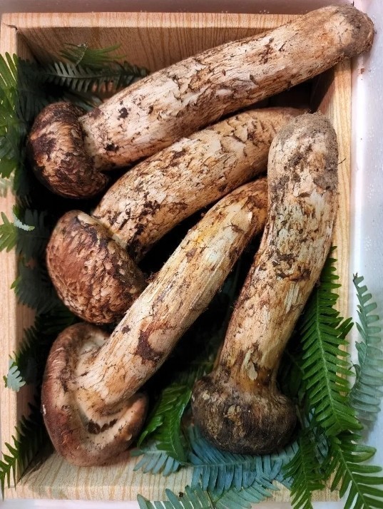 岩手県産松茸380g 岩手県産松茸380g