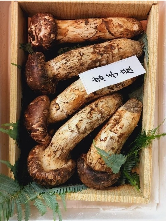 岩手 極上品 特大つぼみ 松茸 350~380g 4~5本入 本数 2本入