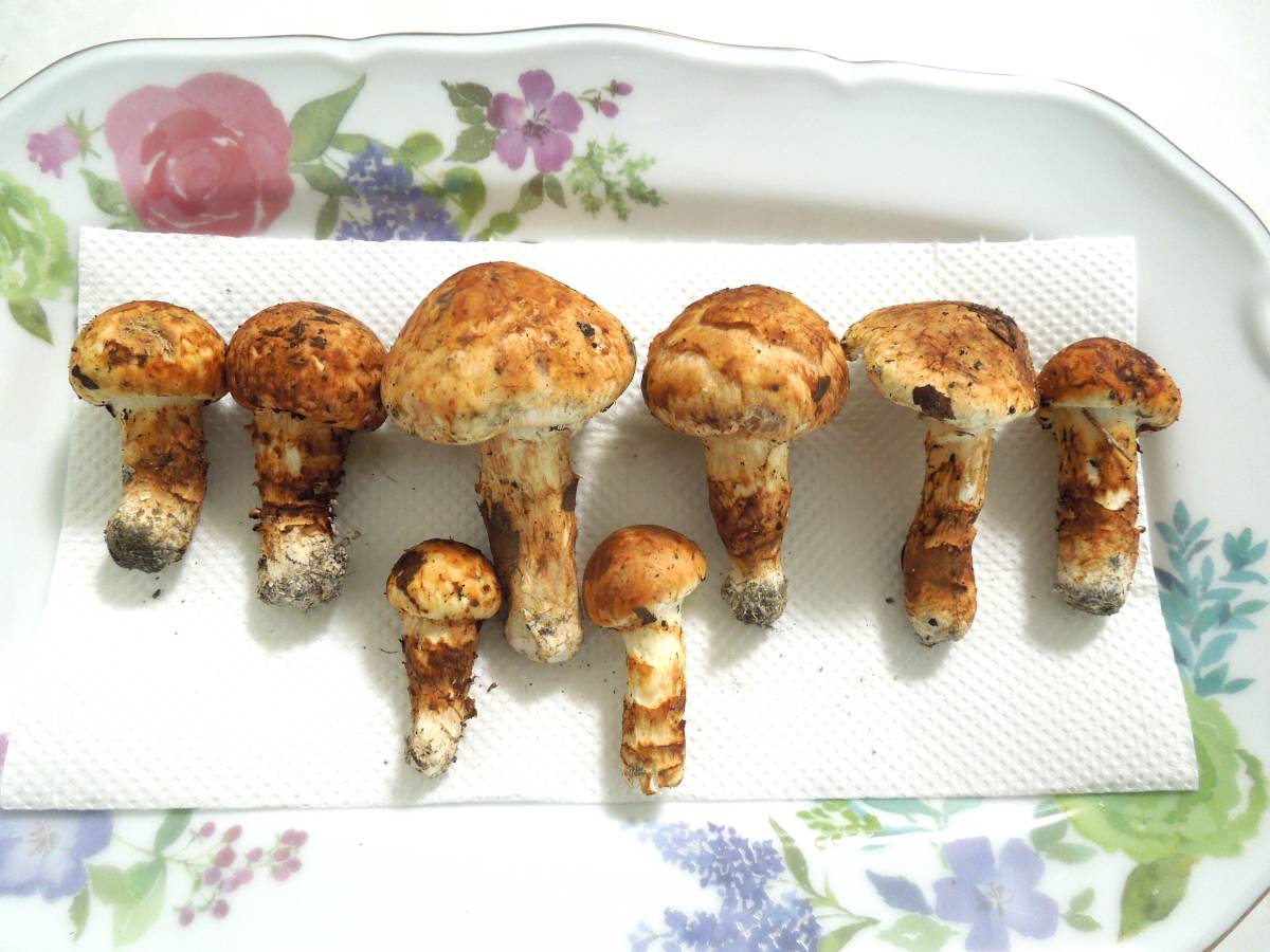 希少☆今しか採れない旬の山の恵み☆香り最高 天然バカマツタケ(バカ 