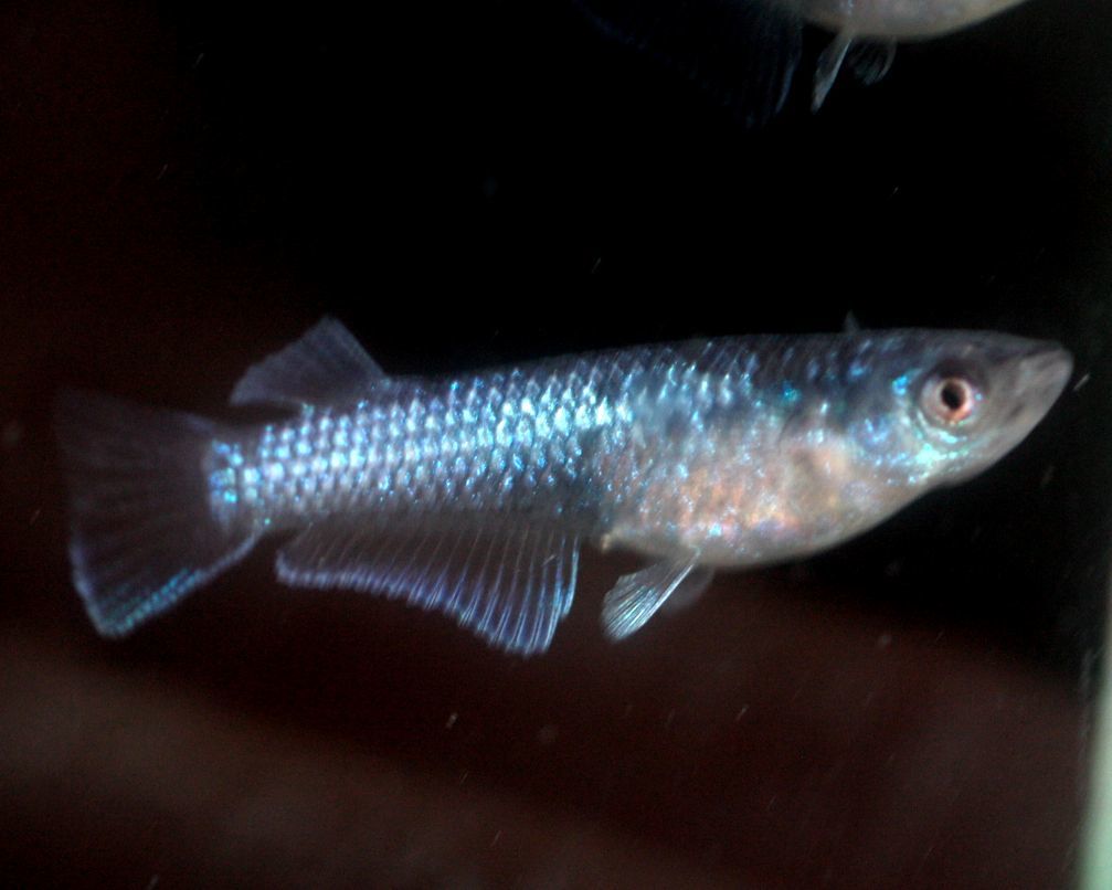 XTAL soft クリムゾン3 PC-88 5インチ版 XTAL soft クリムゾン3 PC-88 5