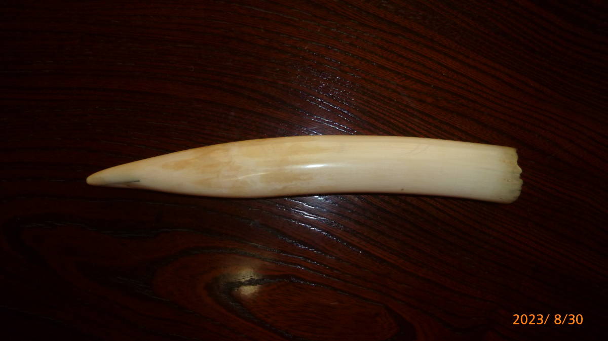 牙 かばの牙 PIXTA - カバの牙の写真素材 godzilla8916 [58977121