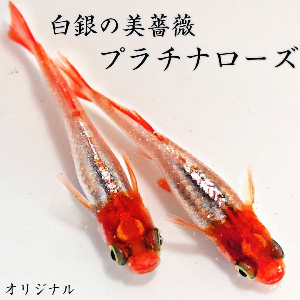 御田間めだかの値段と価格推移は？｜104件の売買データから御田間めだかの価値がわかる。販売や買取価格の参考にも。