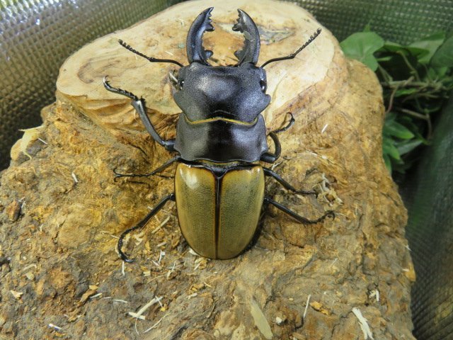 カステルナウディツヤクワガタ　♂82ミリ♀52ミリ・中歯・WD・成虫・昆虫販売アリスト