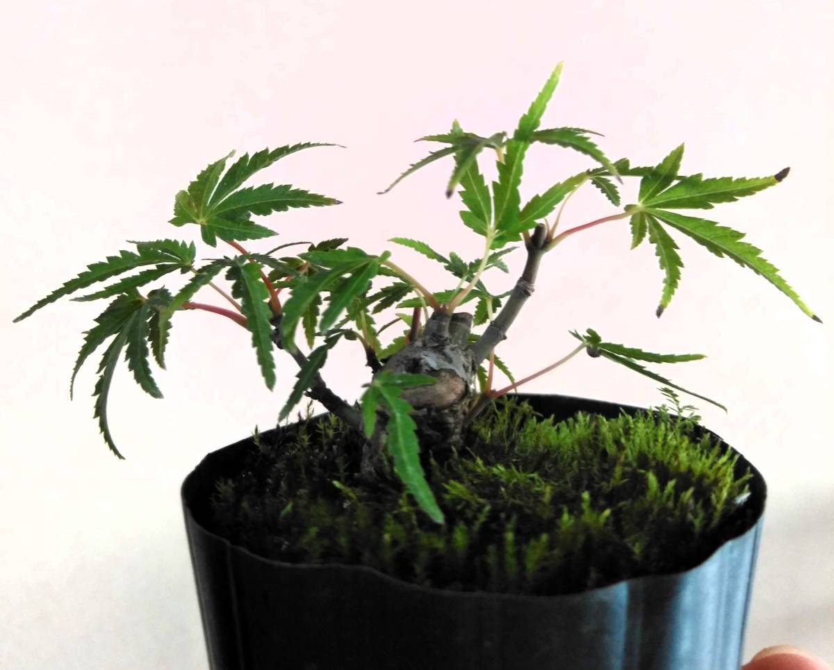 古樹 根上がり 樹高24㎝ ヤマモミジ 紅葉 小品 盆栽 真柏 黒松 五葉松