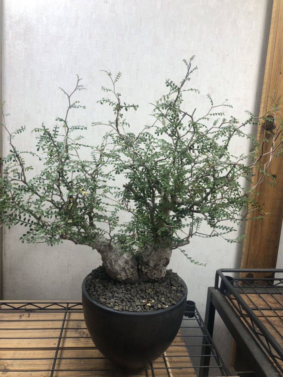 オペルクリカリアパキプス【2頭】(白肌良型)コーデックス グラキリス 