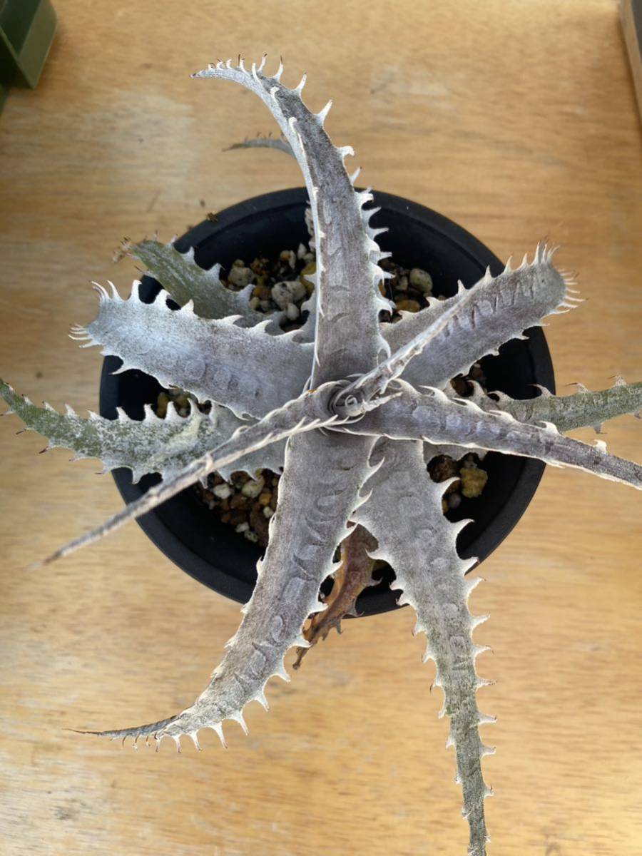 Guy Wrinkle collection　Dyckia 「FIRST CLASS」（Glass & Foster） ガイ リンクル ブロメリア ディッキア ガイリンクル