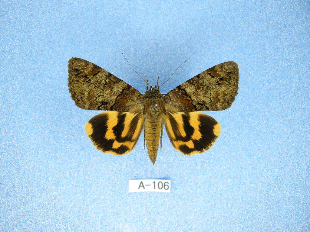 蛾標本 キシタバ A-106 蛾 標本 昆虫 研究 コレクション(虫類)｜売買