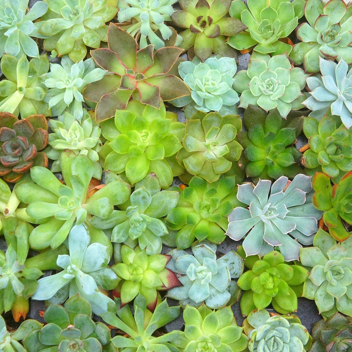 【訳あり・値下げしました】送料無料！エケベリア72株セット！【EXセット9】トレイのまま発送！【多肉植物】【おてがる配送】