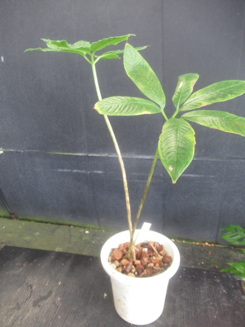 KN アモルフォファラス(コンニャク属） ブルビファー