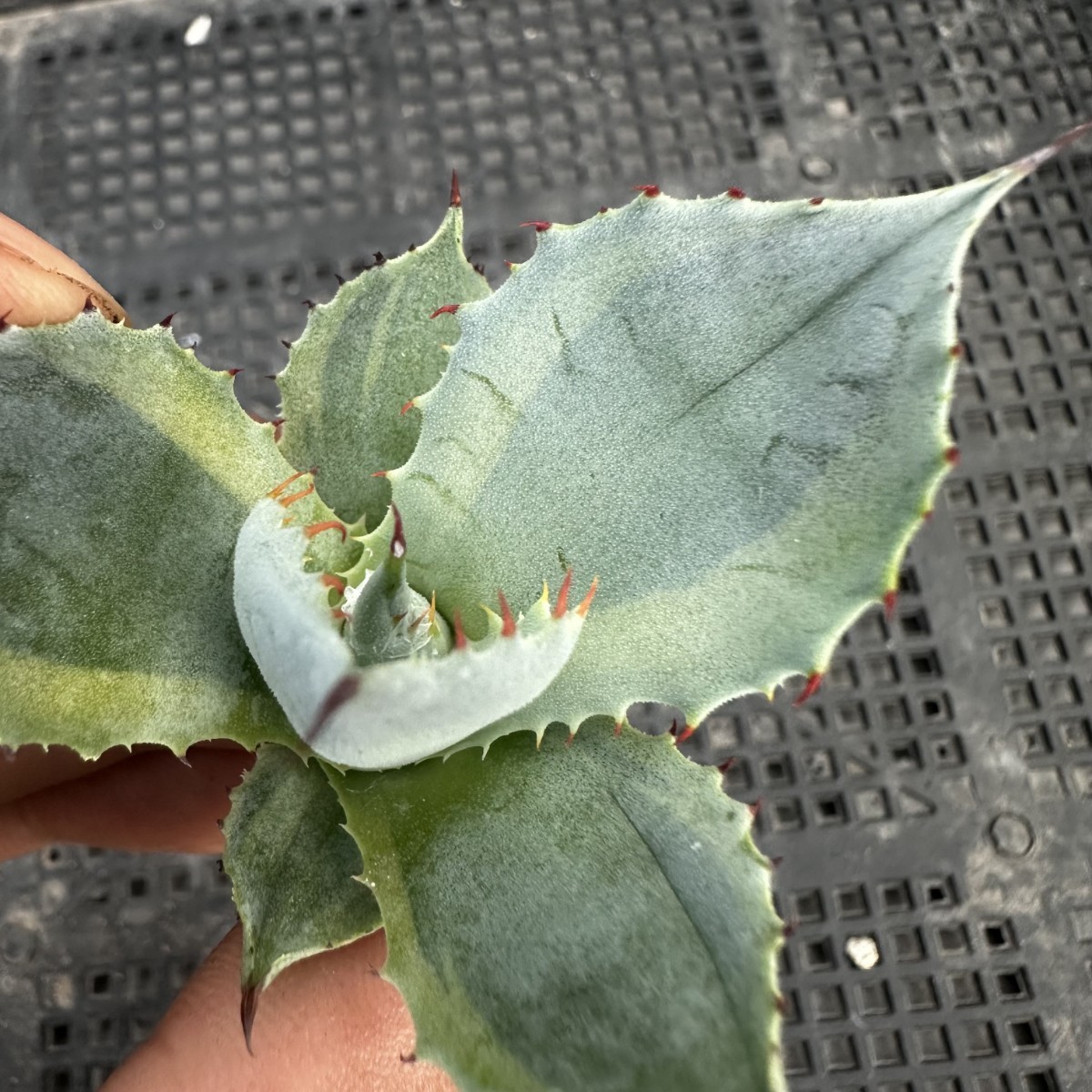 22N アガベ オバティフォリア キラー キラー オバティフォリア 斑入り