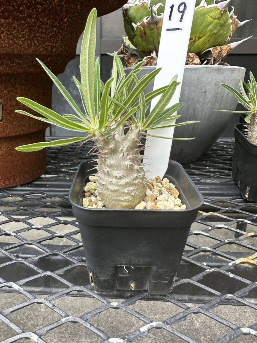 【19】パキポディウムグラキリス 実生