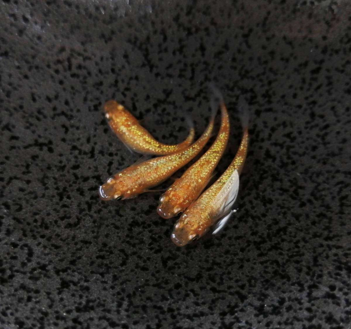 【水華めだか】蜜柑　若魚　2ペア　星田メダカ様血統　☆ミカンメダカ
