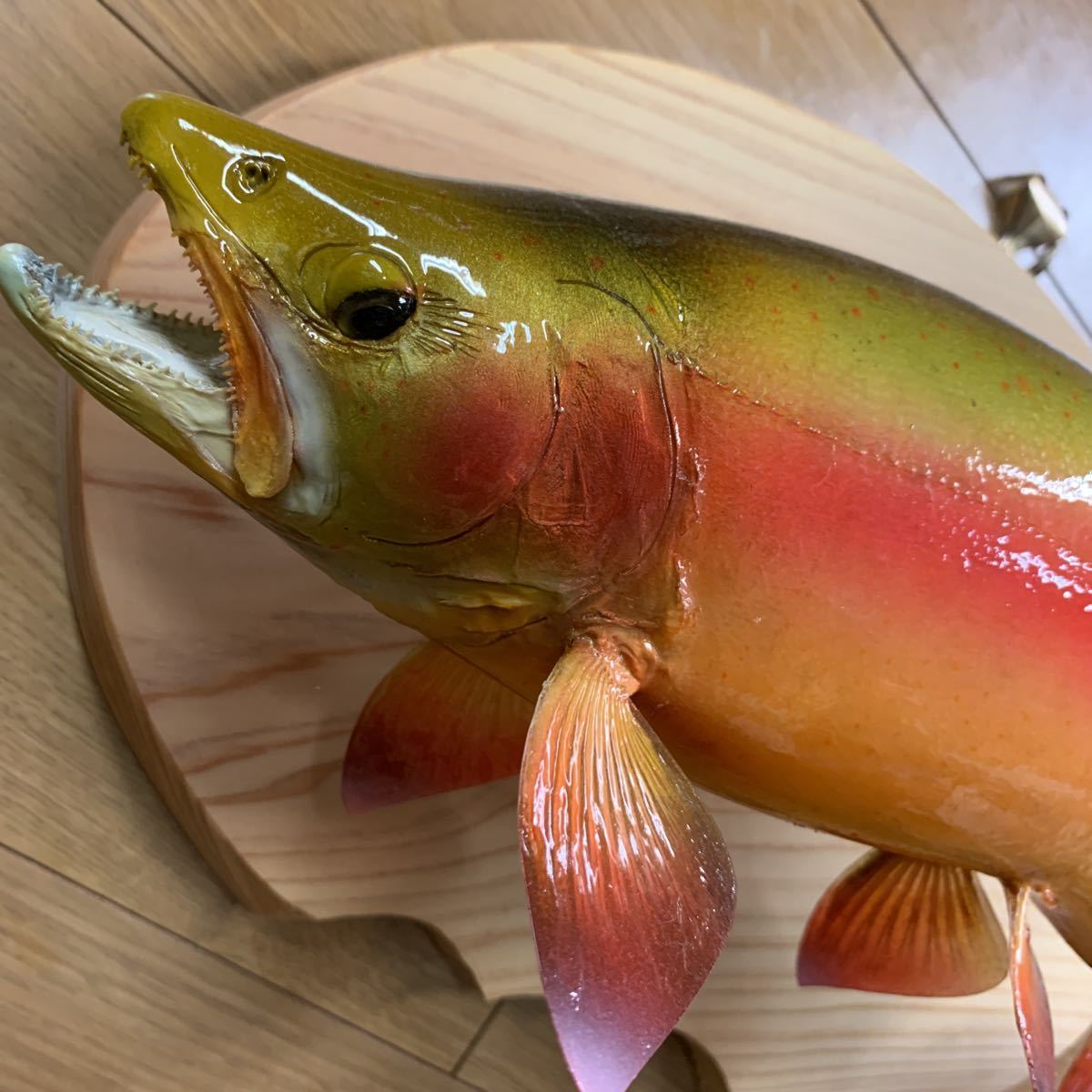 魚類剥製エフクラフト　アルビノレインボー雄44センチエリア_1