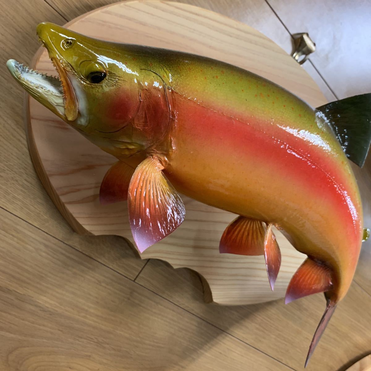 魚類剥製エフクラフト　アルビノレインボー雄44センチエリア_2