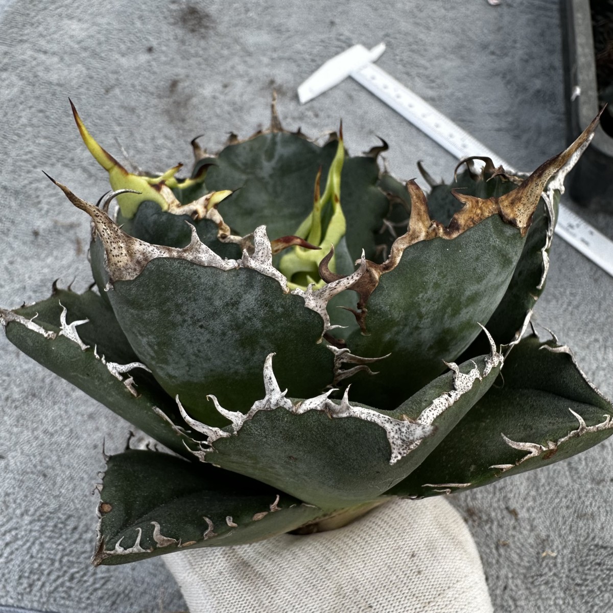 チタノタ アガベ titanota 公式通販 親株 AGAVE 大株 白鯨 白鯨親株 0
