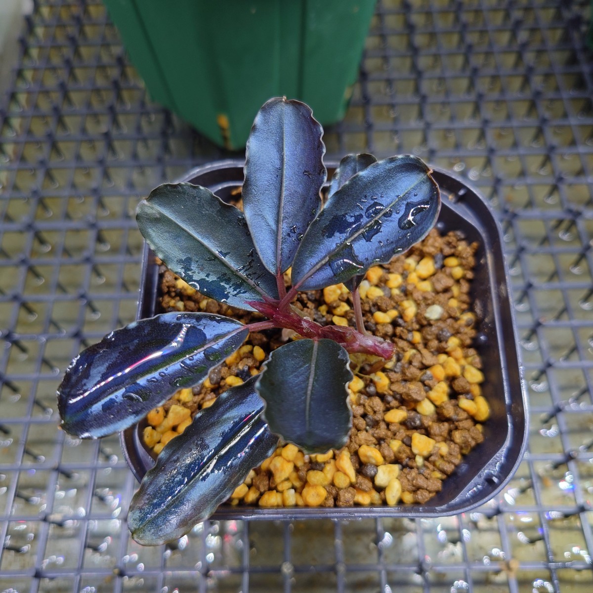 Bucephalandra sp. Blue Melon ブセファランドラ ブルーメロン 水上葉