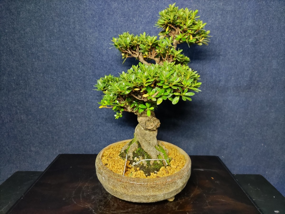 皐月盆栽 【貴婦人】 樹高約23cm 古樹 樹高約23cm 皐月 さつき 盆栽 約35cm