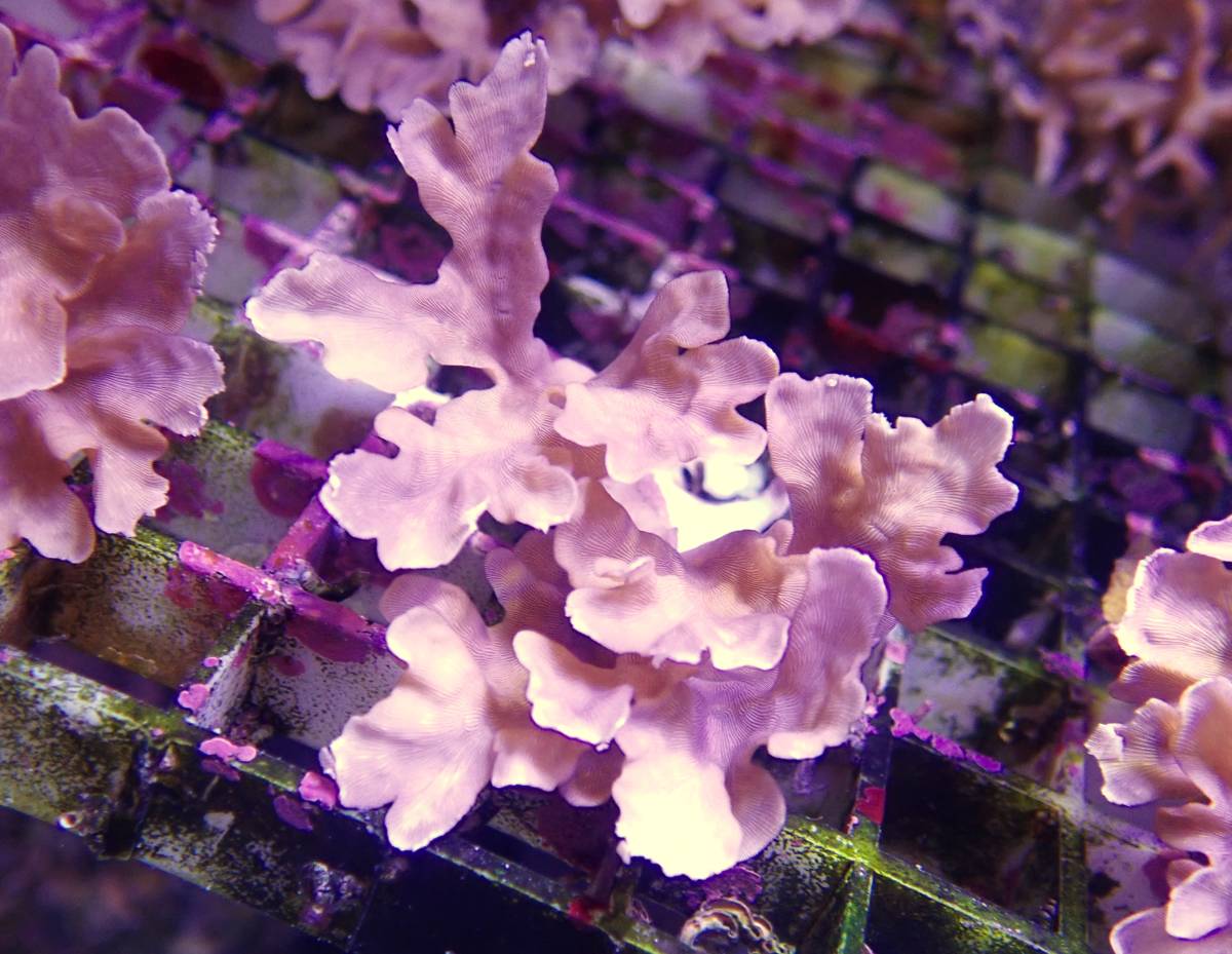 The First Marines　ヒメエダセンベイサンゴ　６　珍！　メ中上　ミドリイシ_1