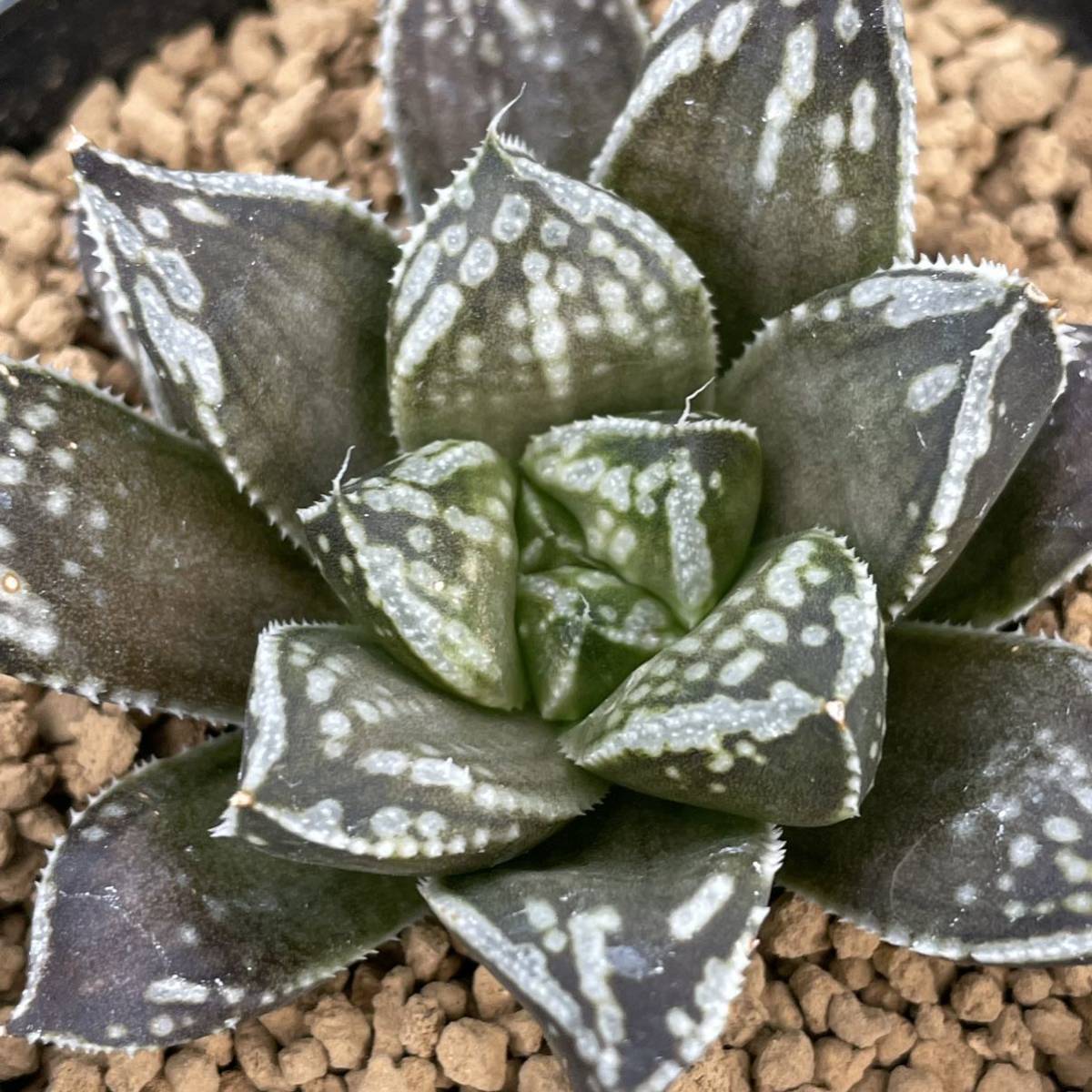 （≧∇≦）多肉植物 ハオルチア 獣神　中苗