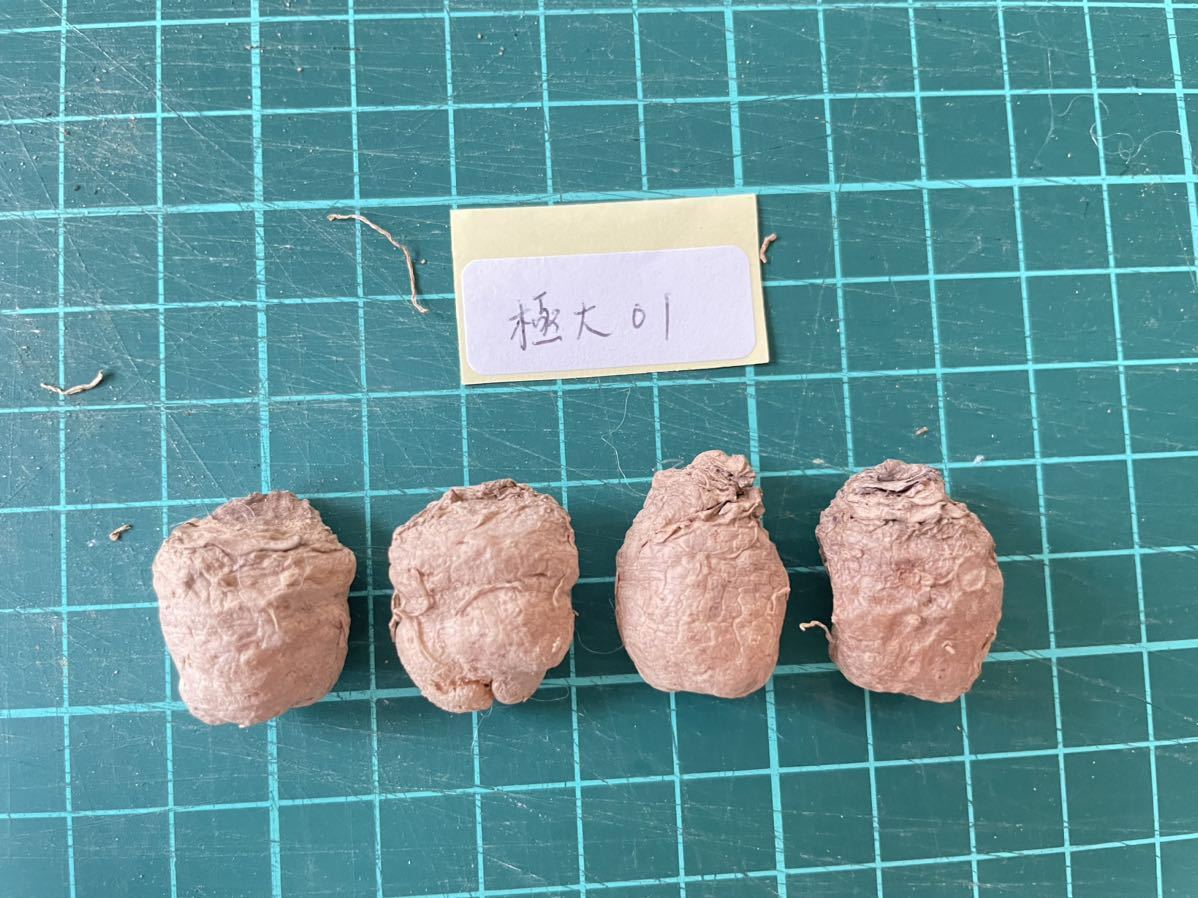 01珍奇植物 多肉植物 塊根植物 エリオスペルマム・チタノプソイデス（Eriospermum titanopsoides）極大4株セット