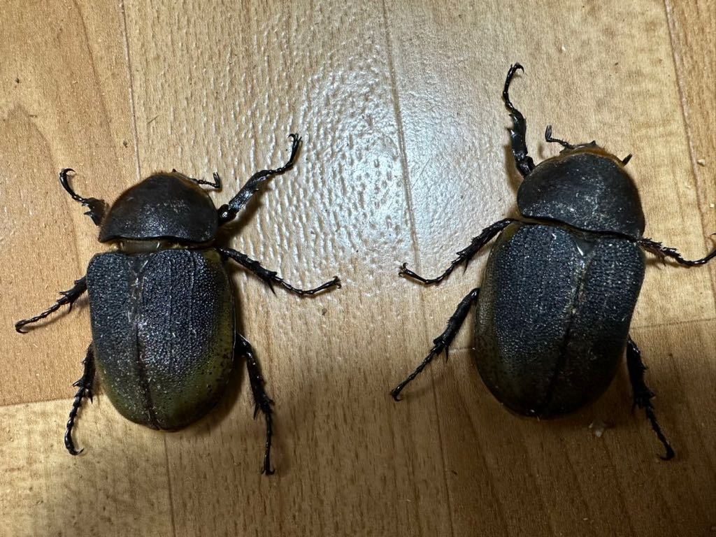 【死着保証】ヘラクレスヘラクレス　DHH ♀2頭セット