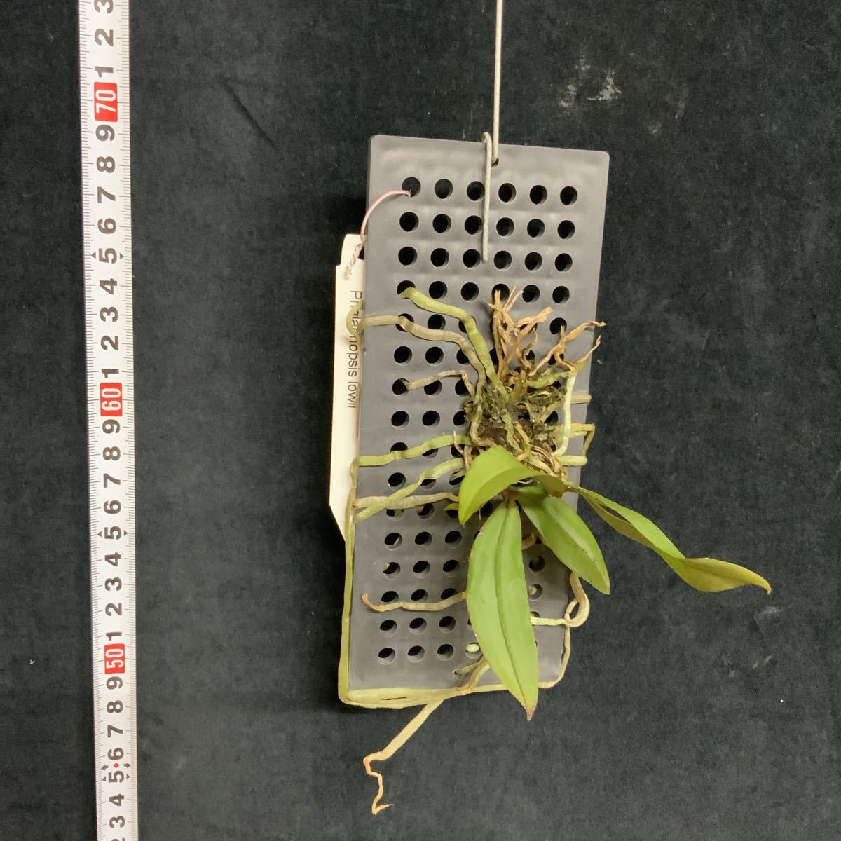 本日限定価格‼️ ［洋蘭原種］ Phal. borneensis f. flava Phal