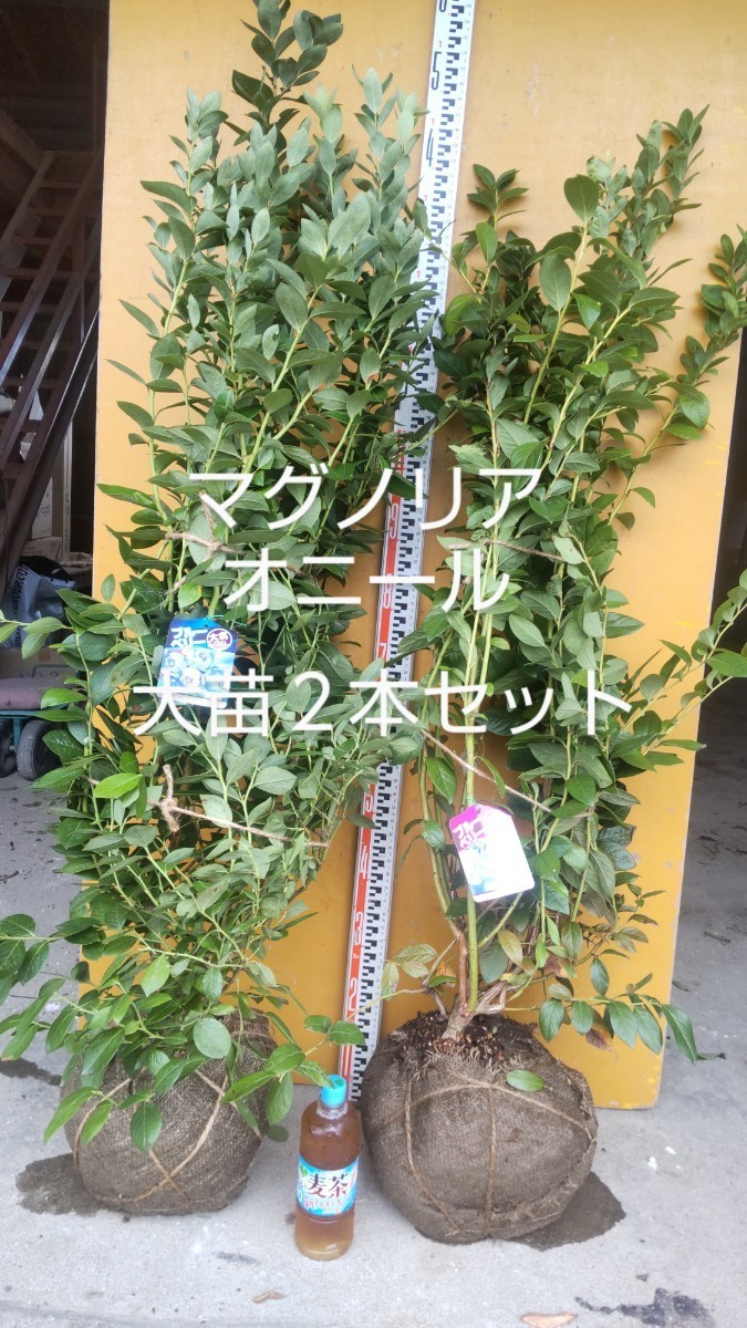 ブルーベリー苗 マグノリア&オニール大苗２本セット