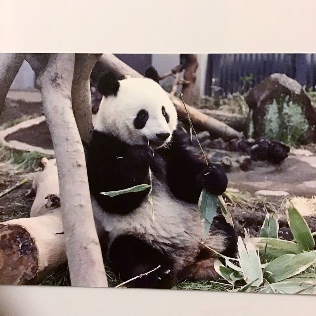 ☆終売☆シャンシャン　ポストカード　2歳お誕生日記念　上野動物園　ジャイアントパンダ