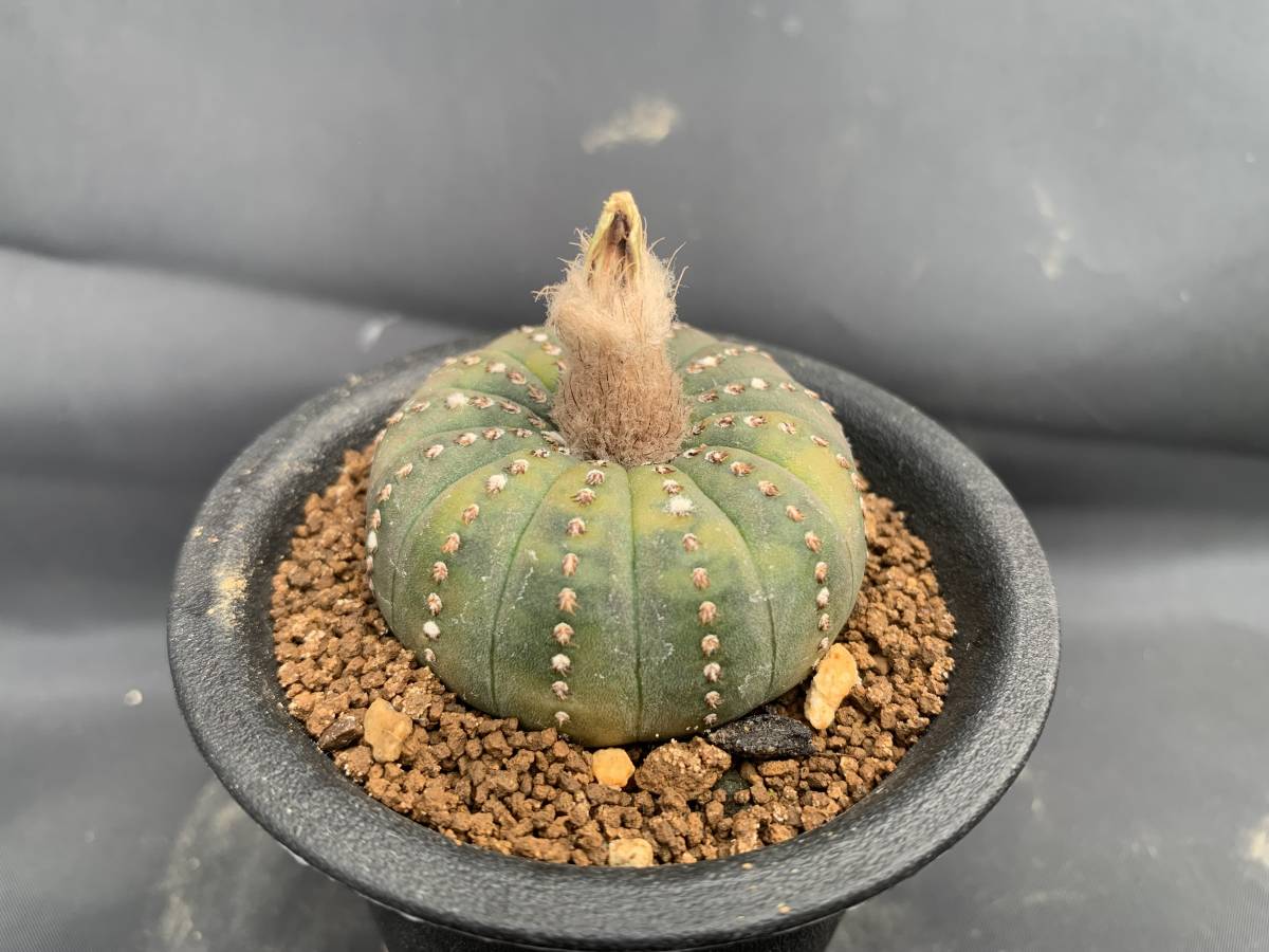 サボテン・多肉植物 C88 士童錦 | 多肉植物 サボテン 楽天ブログ 園芸
