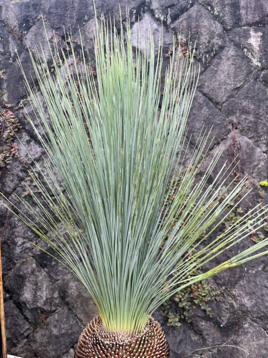 クサントロエア グラウカ ブラックボーイ グラスツリー(観葉植物