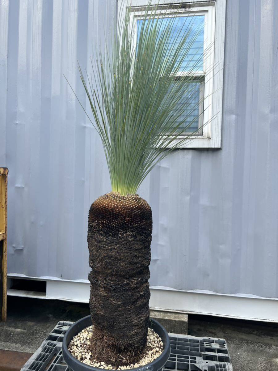 クサントロエア グラウカ ブラックボーイ グラスツリー(観葉植物 